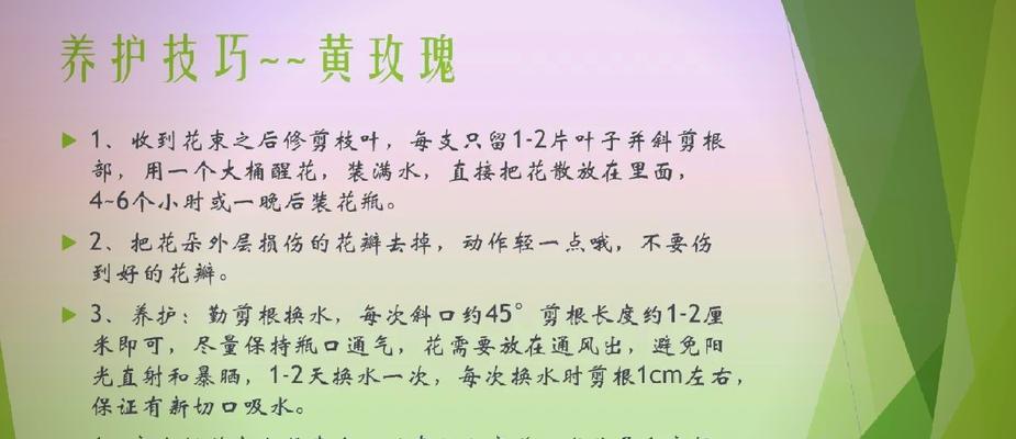 郁闷玫瑰的寓意能带来什么启示？