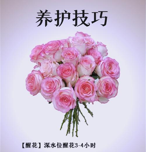 爱莎之花的含义与象征是什么？