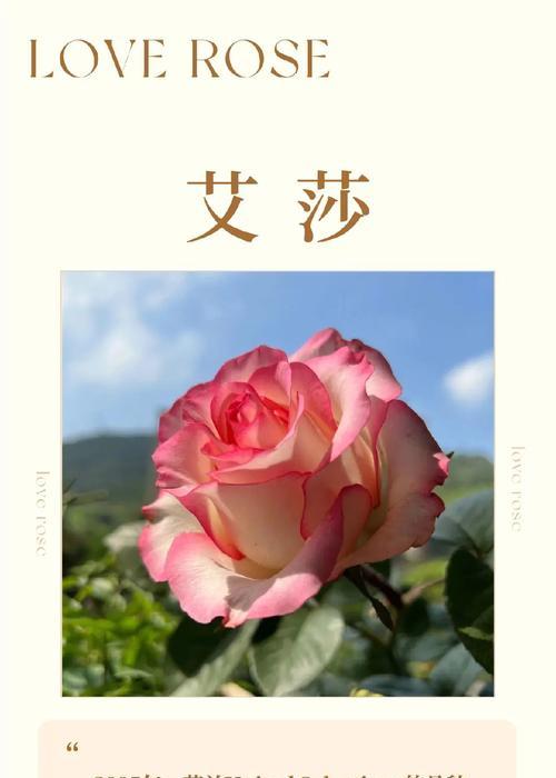 爱莎之花的含义与象征是什么？