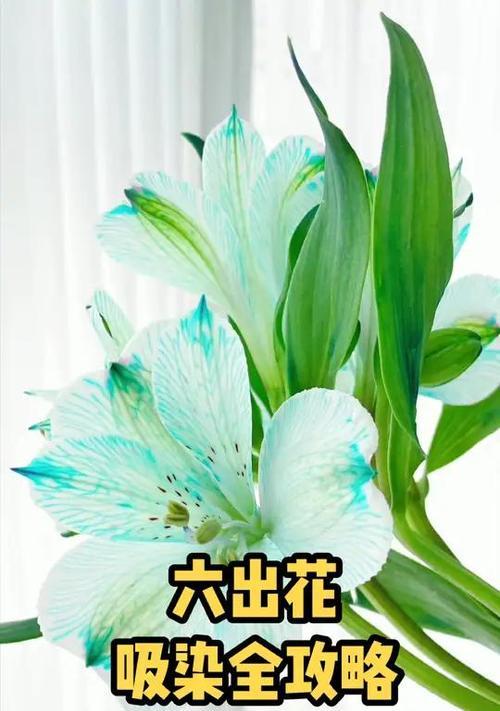六朵花的花语有何特别含义？
