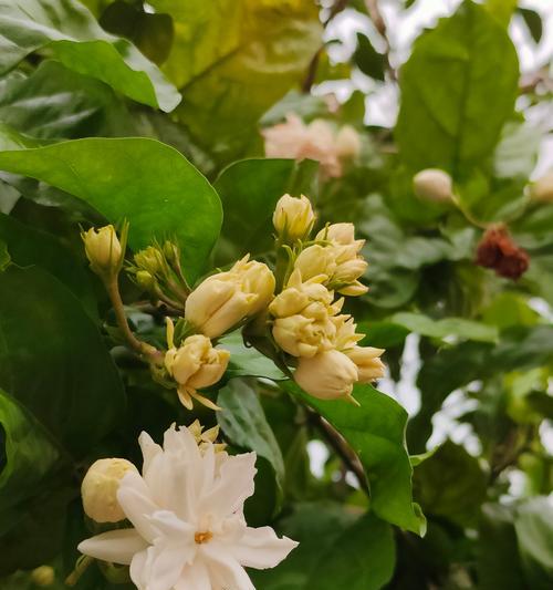 六朵花的花语有何特别含义？