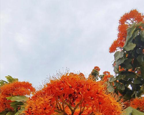 爱神花有几种花语？每种花语都代表了什么？
