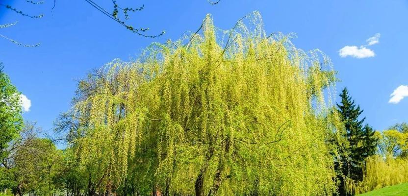 柳树的花语是什么意思？它在花语中代表了什么？