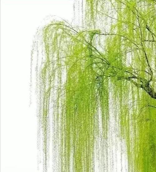 柳树的花语是什么意思？它在花语中代表了什么？