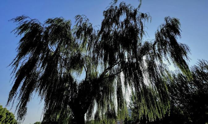柳树的花语是什么意思？它在花语中代表了什么？