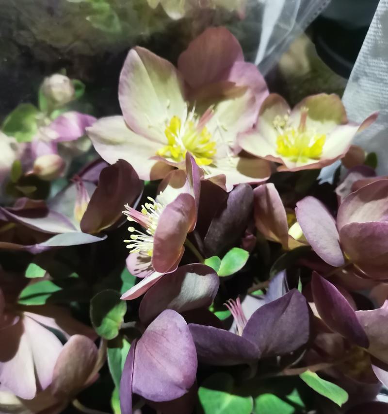铁筷子的花语含义是什么？它象征着什么？