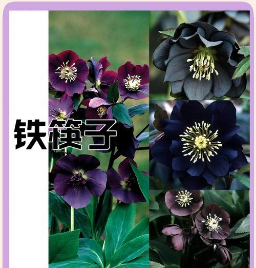 铁筷子的花语含义是什么？它象征着什么？