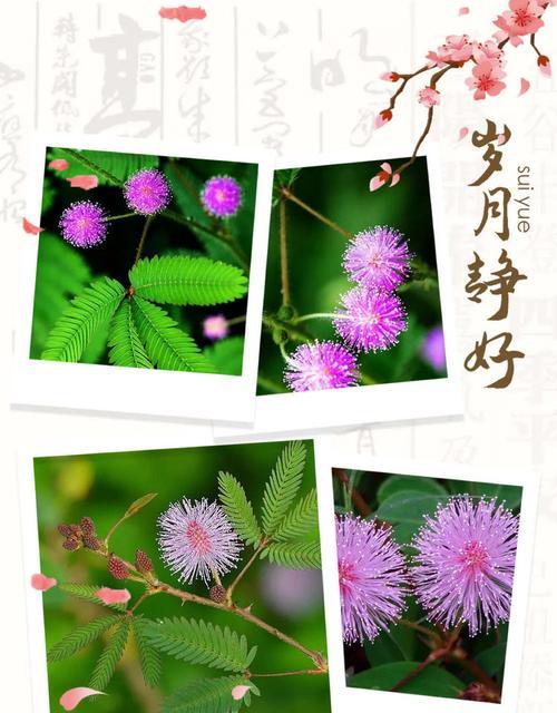 含羞草的花语有何寓意？