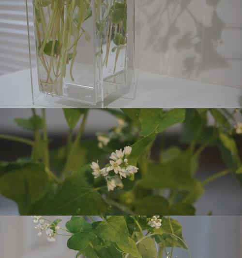 荞麦花的花语有何深意？代表了什么？
