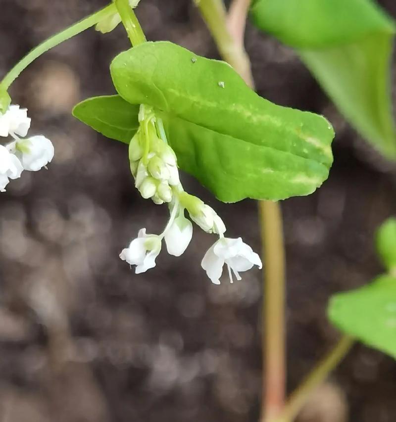 荞麦花的花语有何深意？代表了什么？