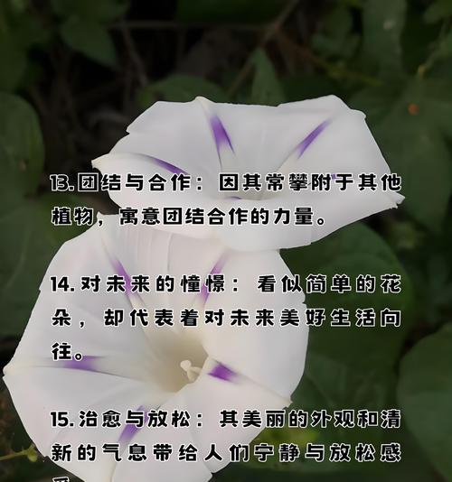 哪种草的花语象征自由？