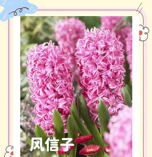 4月3日对应的花语是什么？