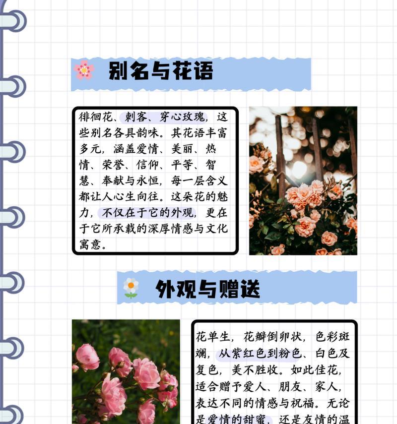 女生之间送玫瑰花有何含义？它们的花语传递了哪些信息？