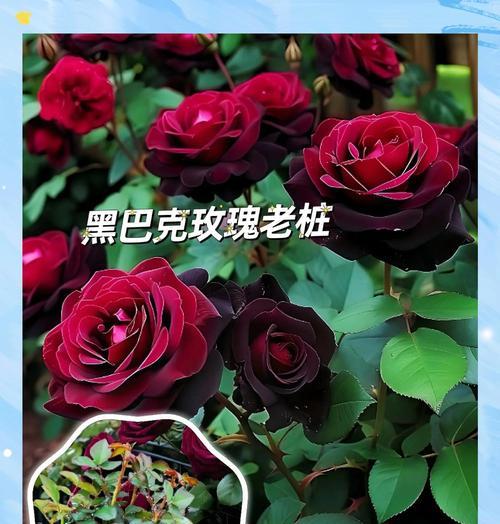 3色玫瑰花的寓意是什么？花语有何特别之处？