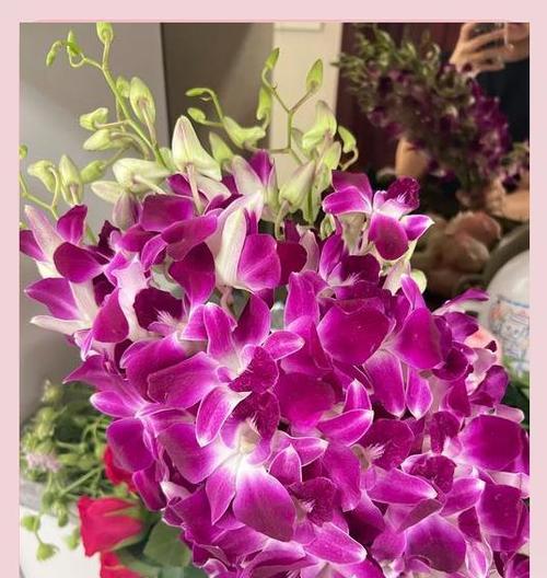碧玉兰的花语和寓意是什么？