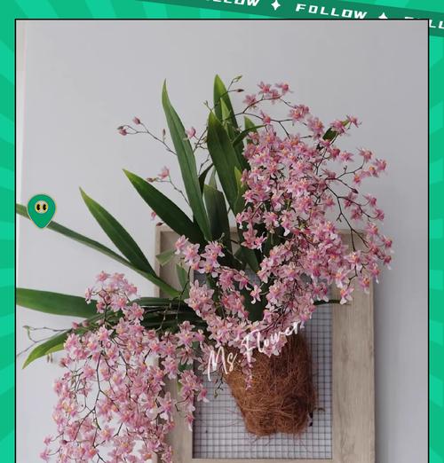 碧玉兰的花语和寓意是什么？