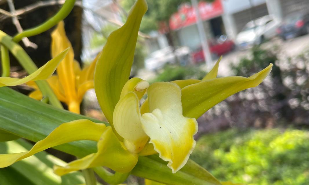 碧玉兰的花语和寓意是什么？