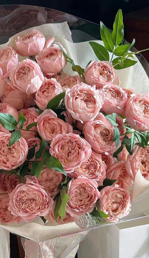 必胜花是什么？它的花语有何寓意？