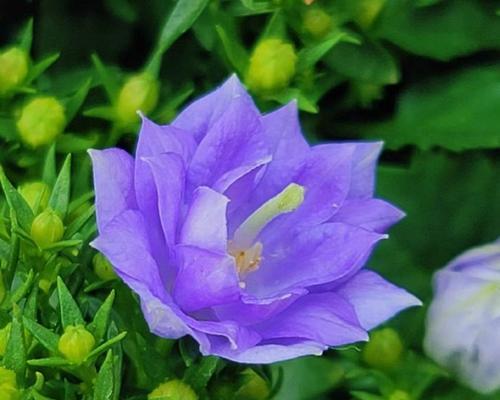 紫色桔梗花的花语通常表达什么？