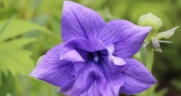 紫色桔梗花的花语通常表达什么？