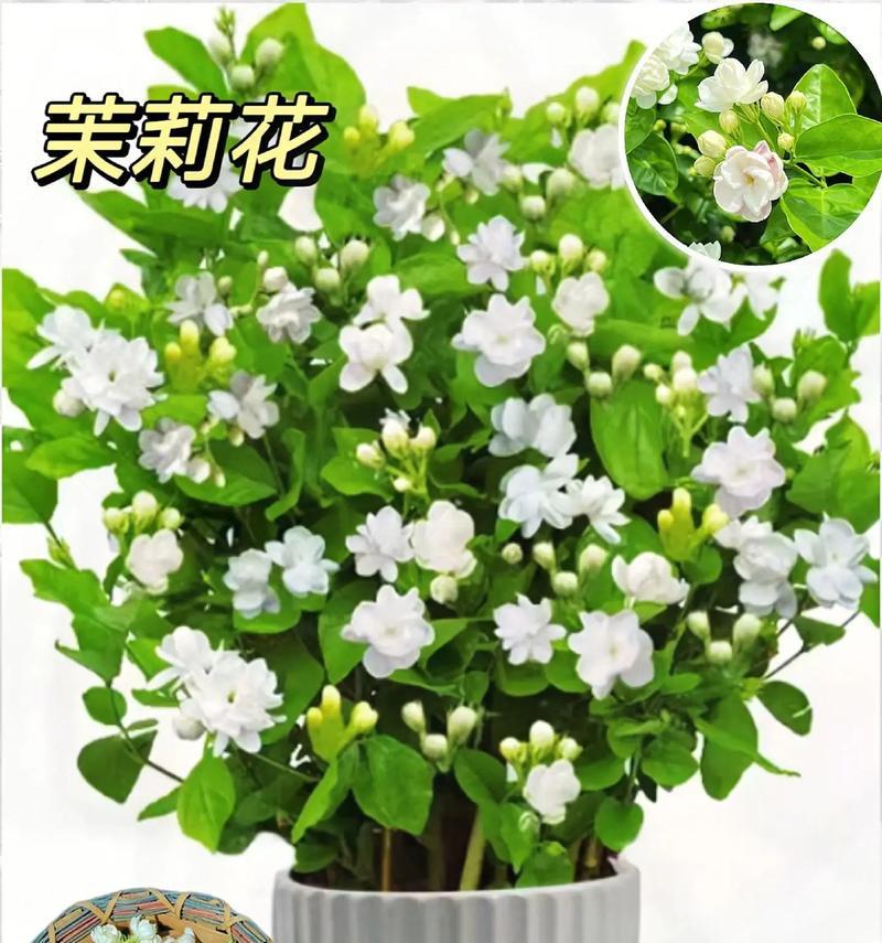 哪种花的花语代表保护？保护意义的花有哪些？