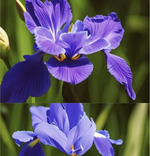 哪种花的花语代表保护？保护意义的花有哪些？