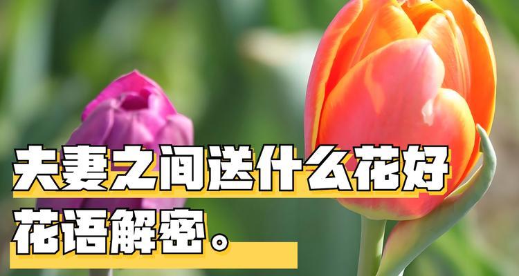 爱意萌动时应选择哪种花？