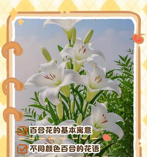 送花时的花语有哪些讲究？它们各自传达了什么信息？