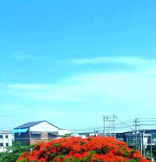 凤月荷的花语有何独特之处？它在花语文化中代表什么？