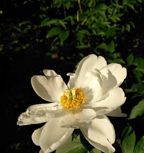 春风十里礼盒的花语含义是什么？