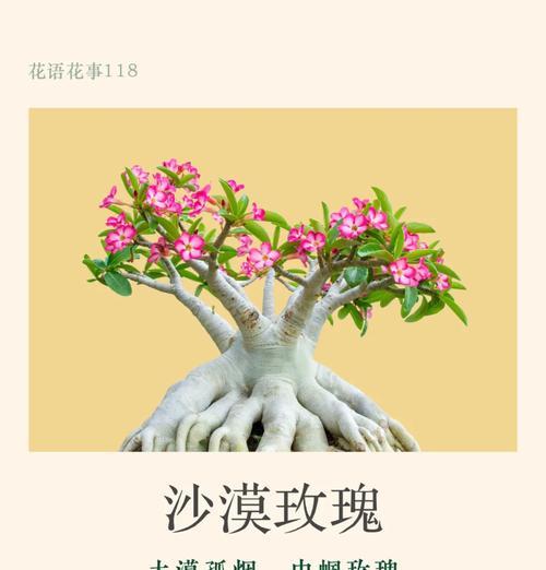 玫瑰花的花语为何永不过时？它传达了哪些永恒的情感？