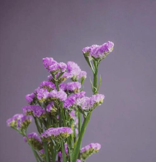 永恒主题的花语有哪些？它们象征着什么？