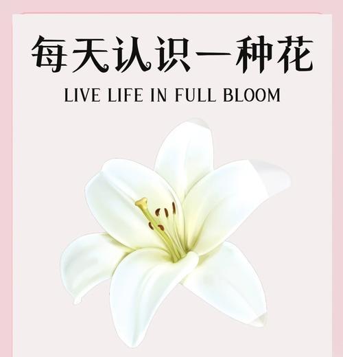 百合花的直爽花语具体指什么？