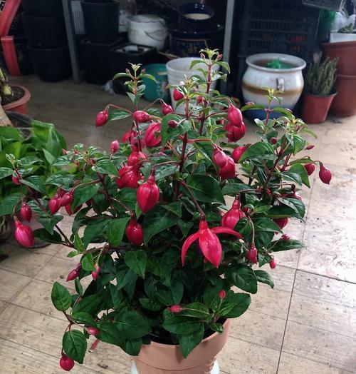 灯笼花的寓意和花语是什么？它象征着怎样的希望？