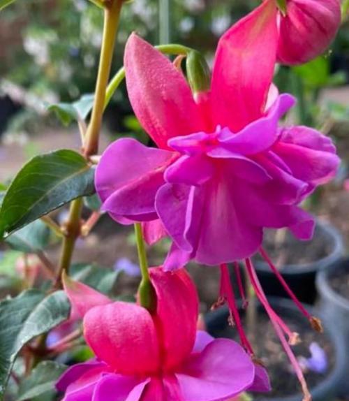 灯笼花的寓意和花语是什么？它象征着怎样的希望？