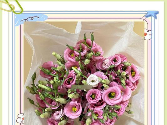 粉色桔梗花的花语含义是什么？有何特别之处？