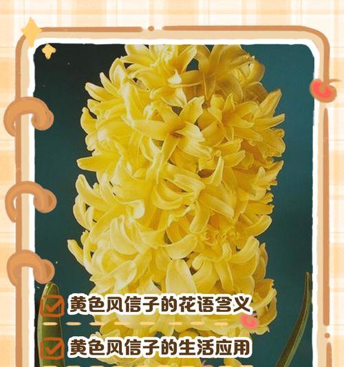清晰简单的花语有何含义？它传递了哪些信息？