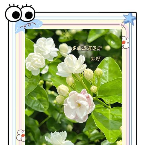 代表友谊花语的玫瑰花是什么？玛雅种茉莉的花语是什么？