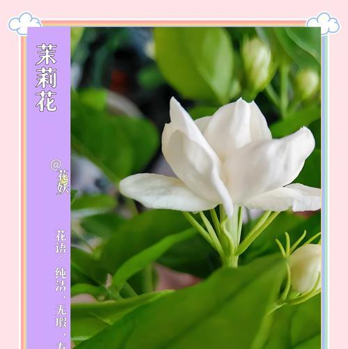 代表友谊花语的玫瑰花是什么？玛雅种茉莉的花语是什么？