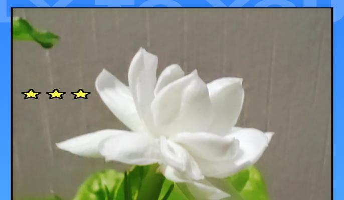 代表友谊花语的玫瑰花是什么？玛雅种茉莉的花语是什么？