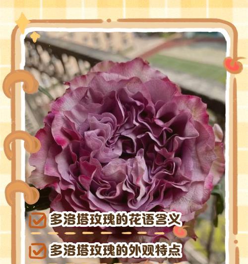 粉玫瑰暗示的花语有哪些含义？