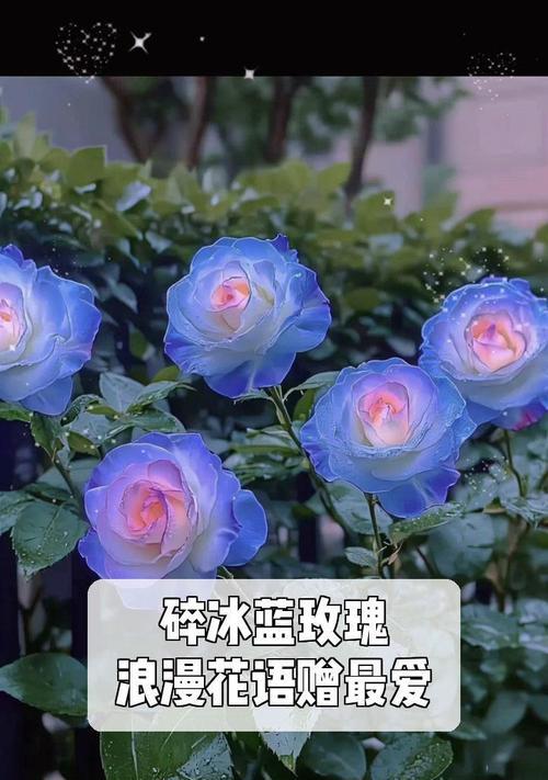 碎冰蓝玫瑰的花语有何深意？