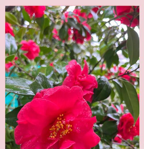 有哪些花语是不送给爱人的？不送给爱人的花语是什么？