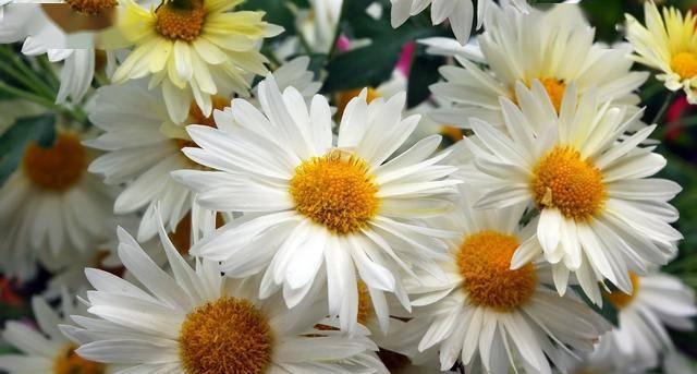 变态的雏菊花语有何不同？它在花语中代表什么？