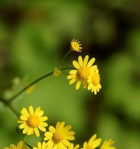 变态的雏菊花语有何不同？它在花语中代表什么？