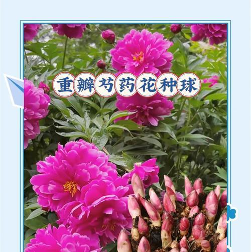 芍药奶油丸花语有何特别寓意？
