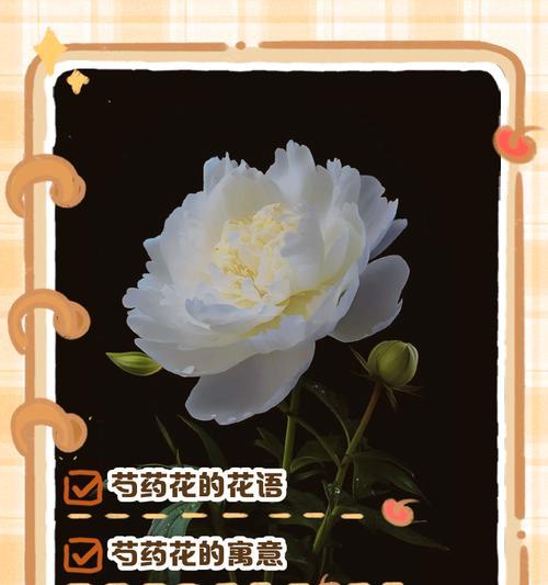 芍药奶油丸花语有何特别寓意？