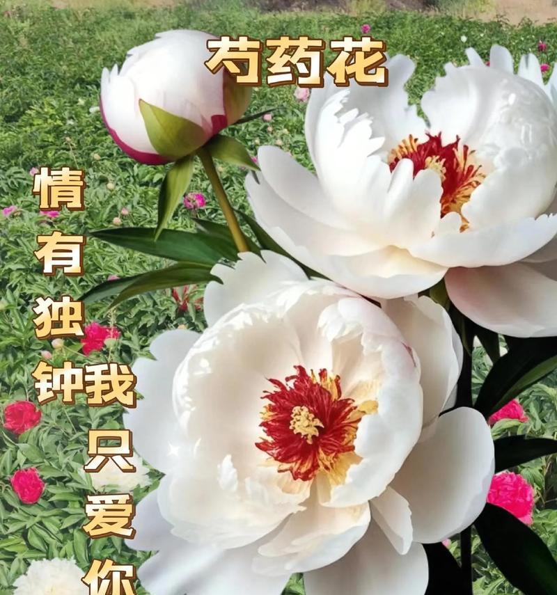 芍药奶油丸花语有何特别寓意？