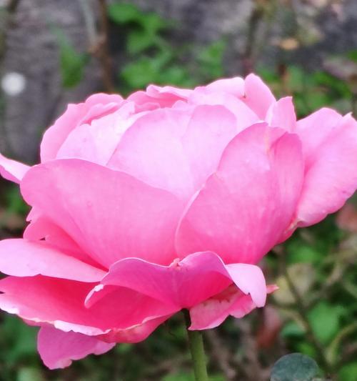 不受干扰的花语代表什么含义？