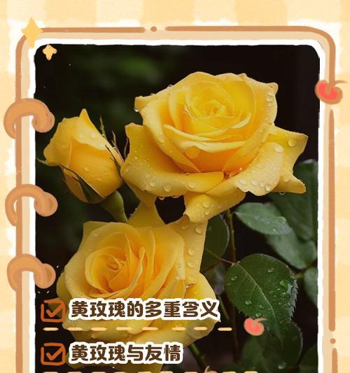 水里面的玫瑰花语是什么？这种花语有何含义？